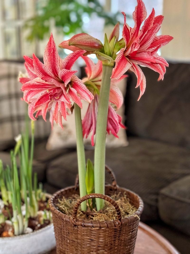 Amaryllis