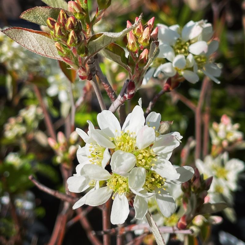 Amelanchier