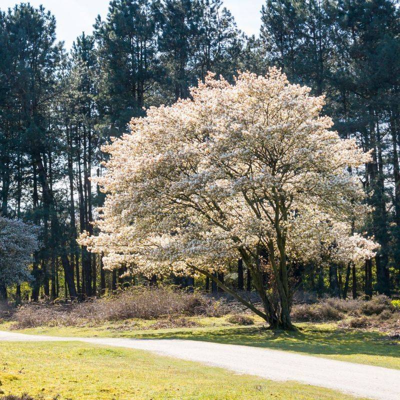 Amelanchier