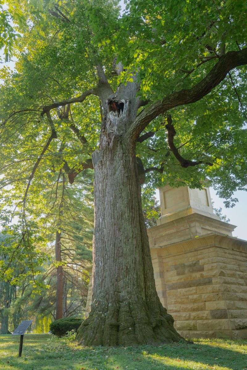 American Basswood