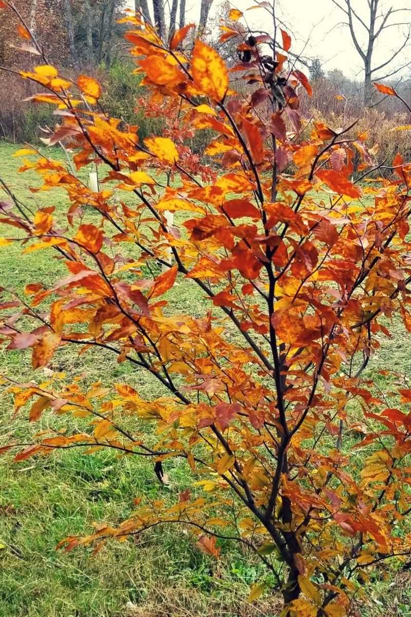 American Beech