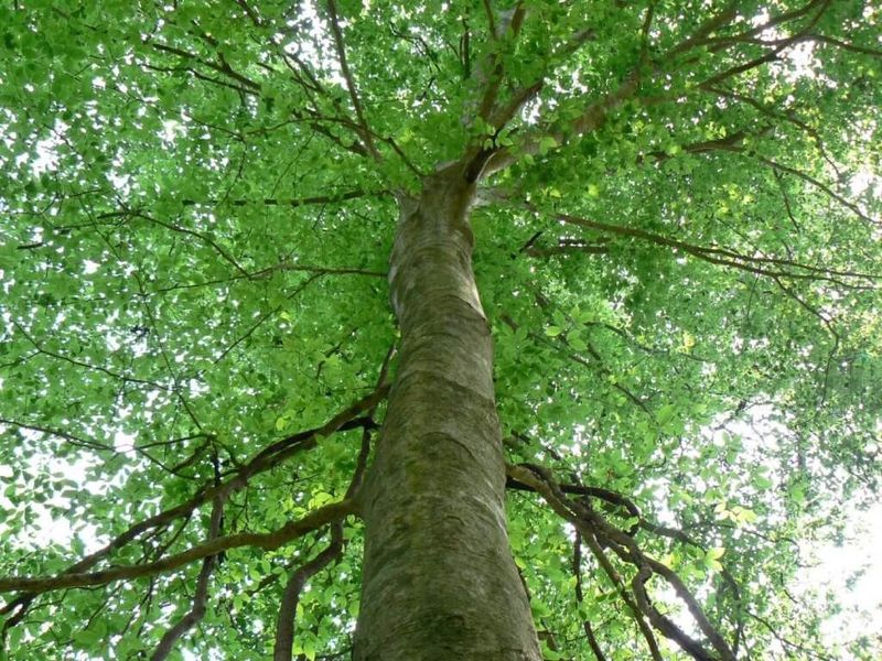 American Beech