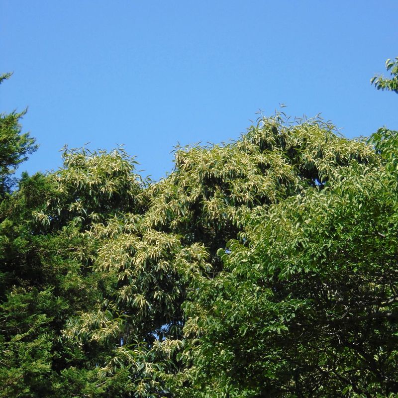 American Chestnut