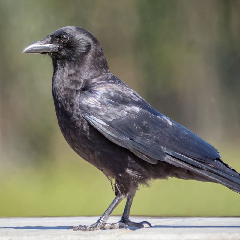 American Crow