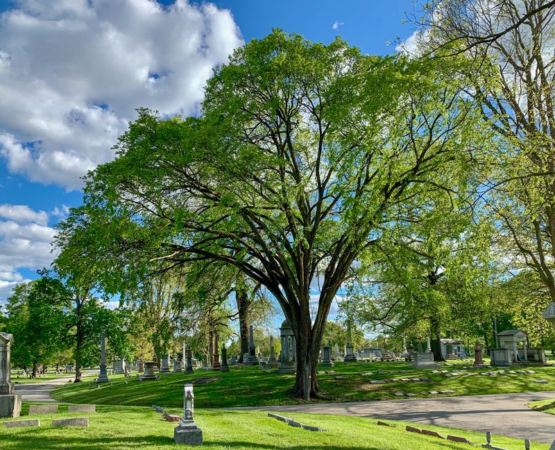 American Elm