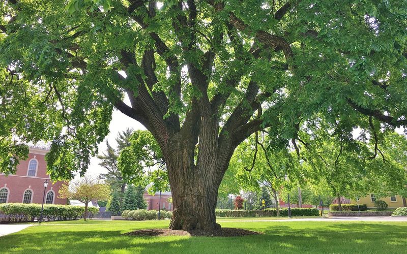 American Elm