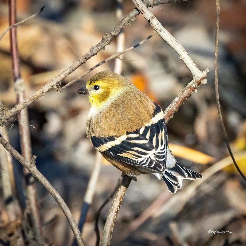 American Goldfinch