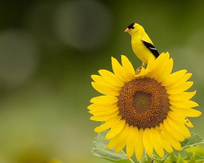 American Goldfinch