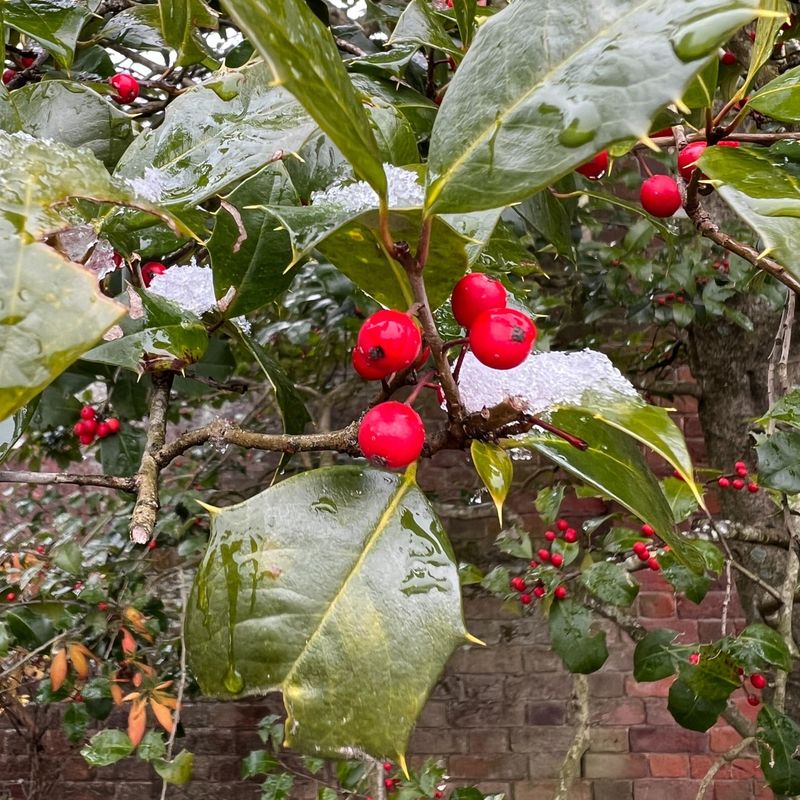 American Holly