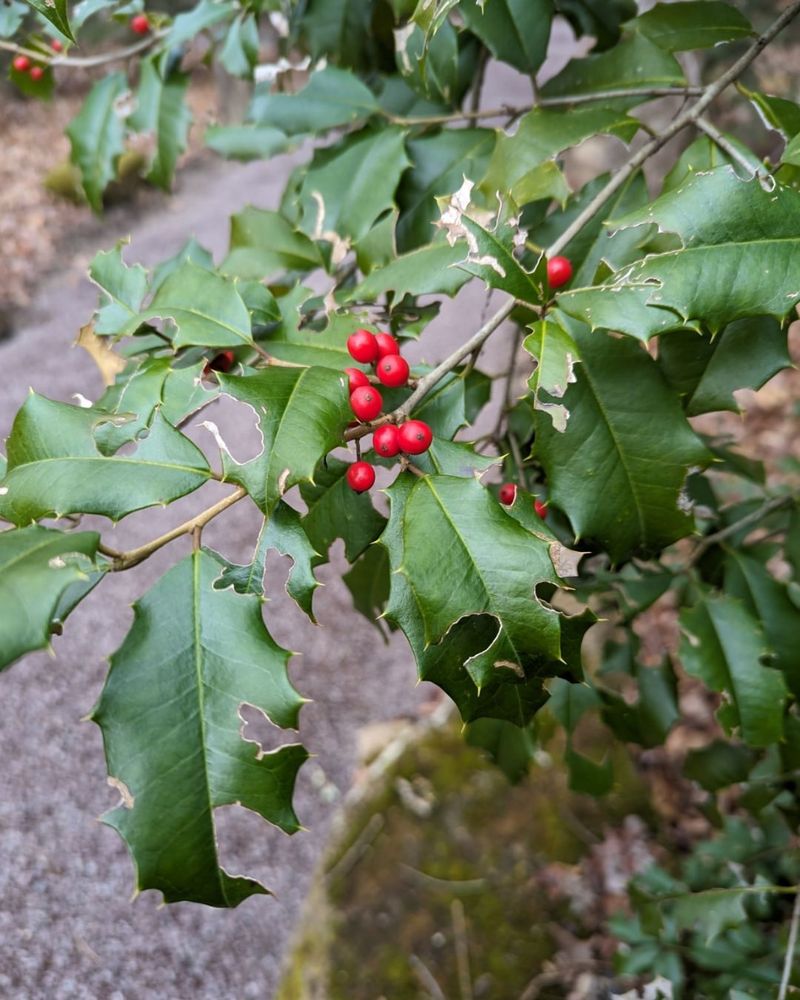 American Holly