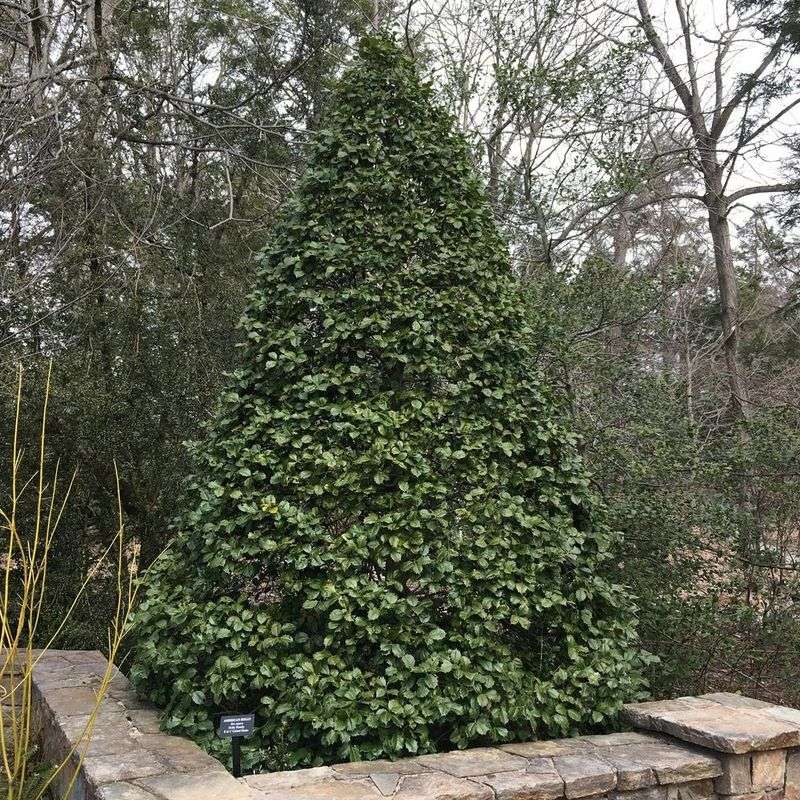 American Holly