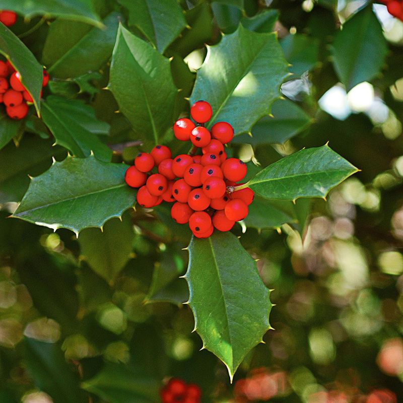 American Holly