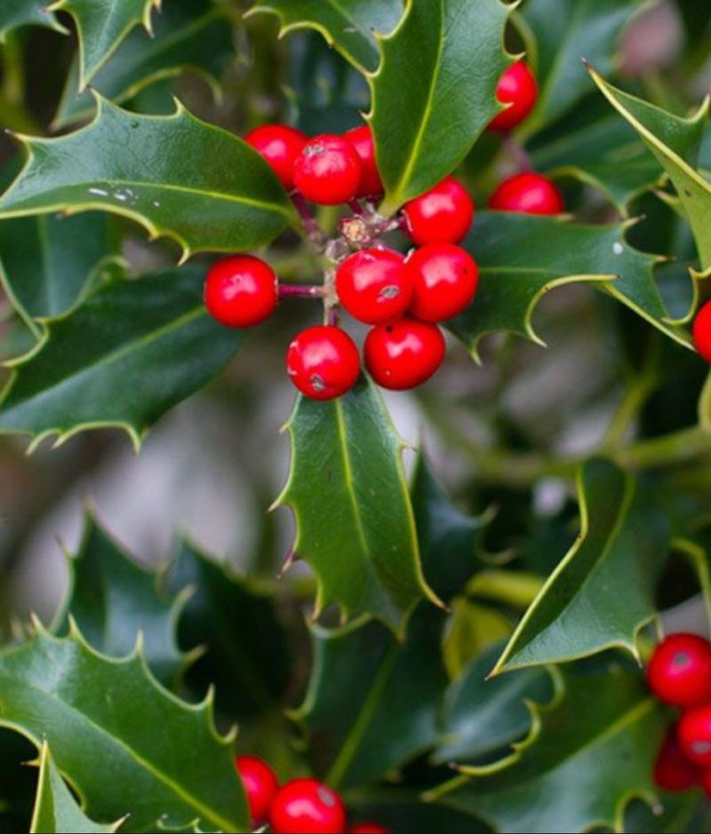 American Holly