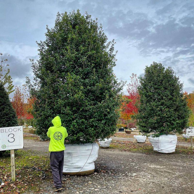 American Holly