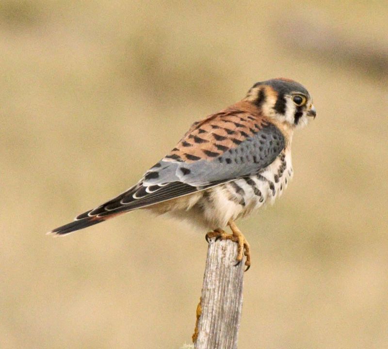 American Kestrel