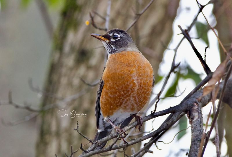 American Robin