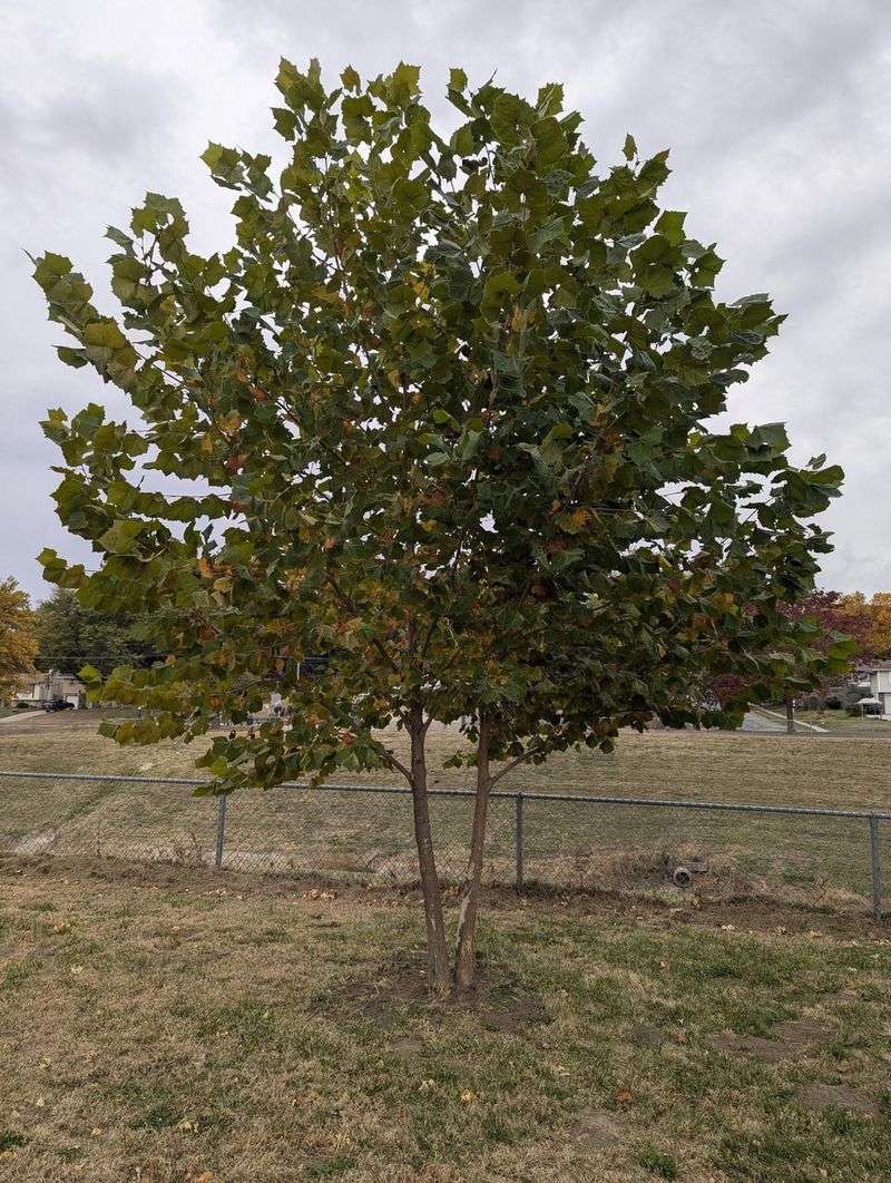 American Sycamore