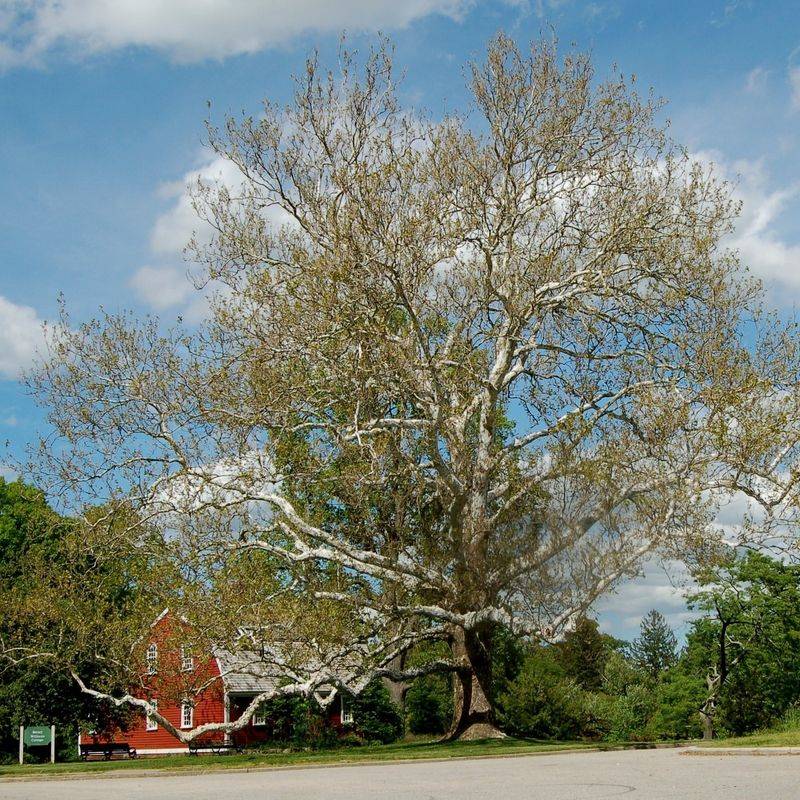 American Sycamore