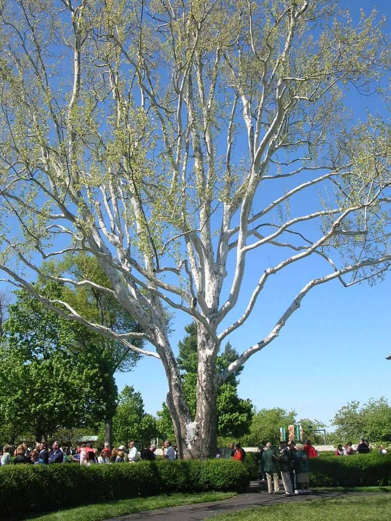 American Sycamore