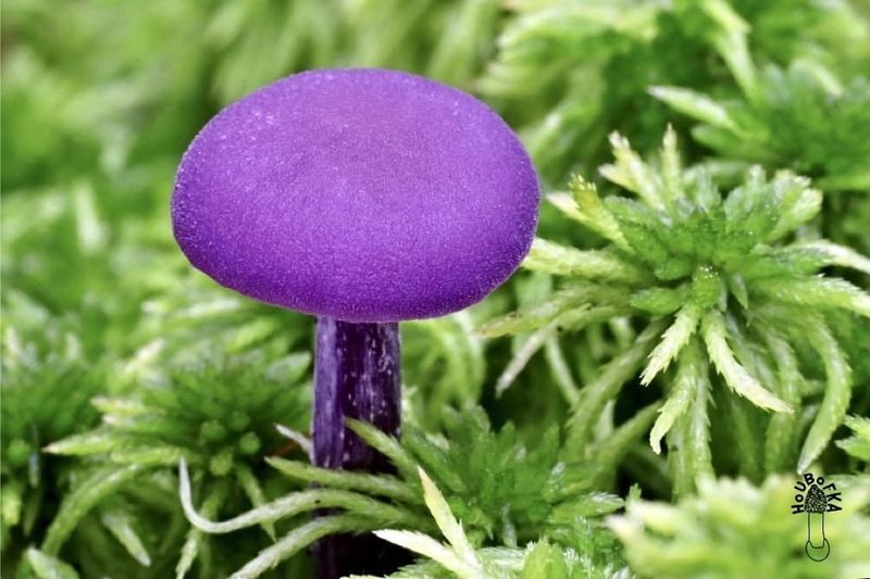 Amethyst Deceiver