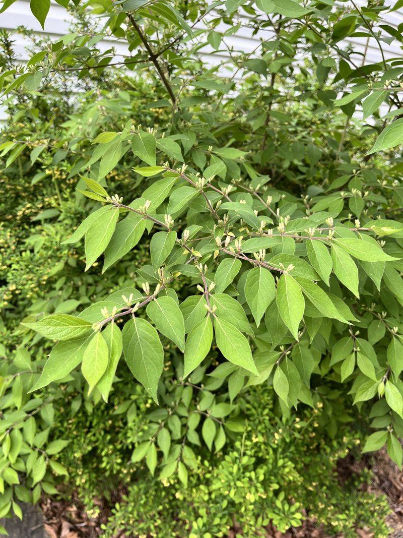 Amur Honeysuckle