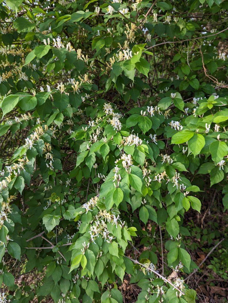 Amur Honeysuckle