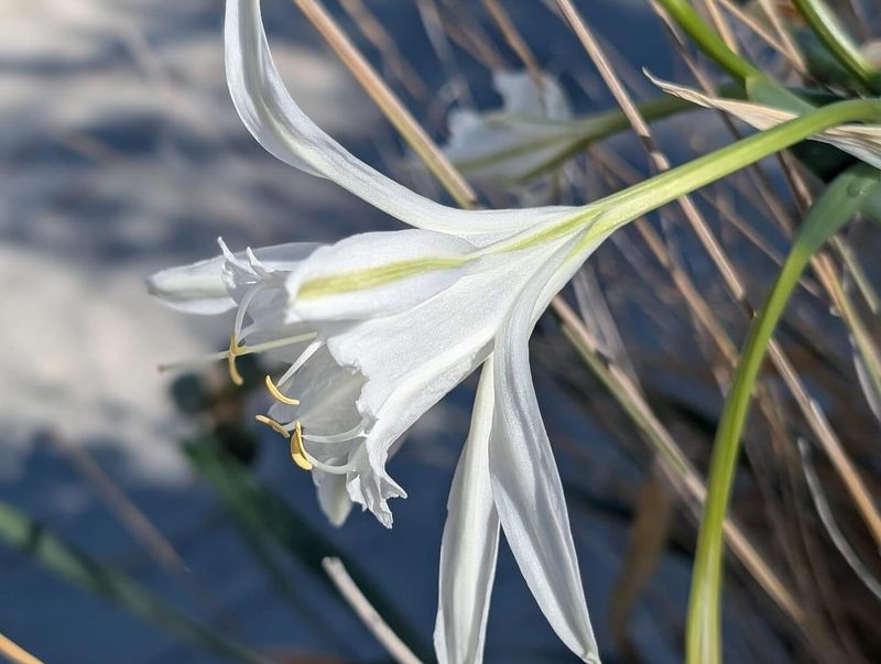 Amusing Alstroemeria