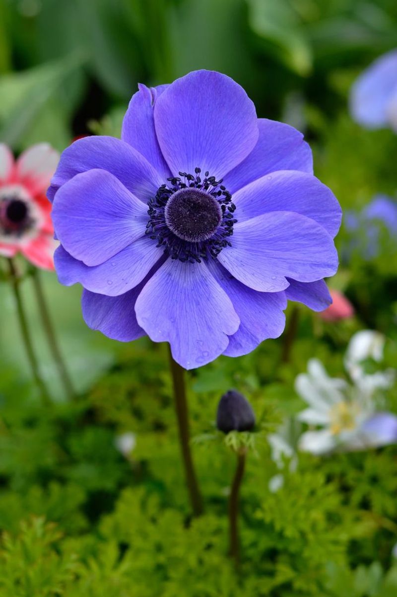 Anemone