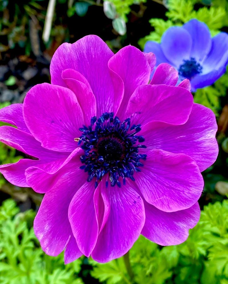 Anemone