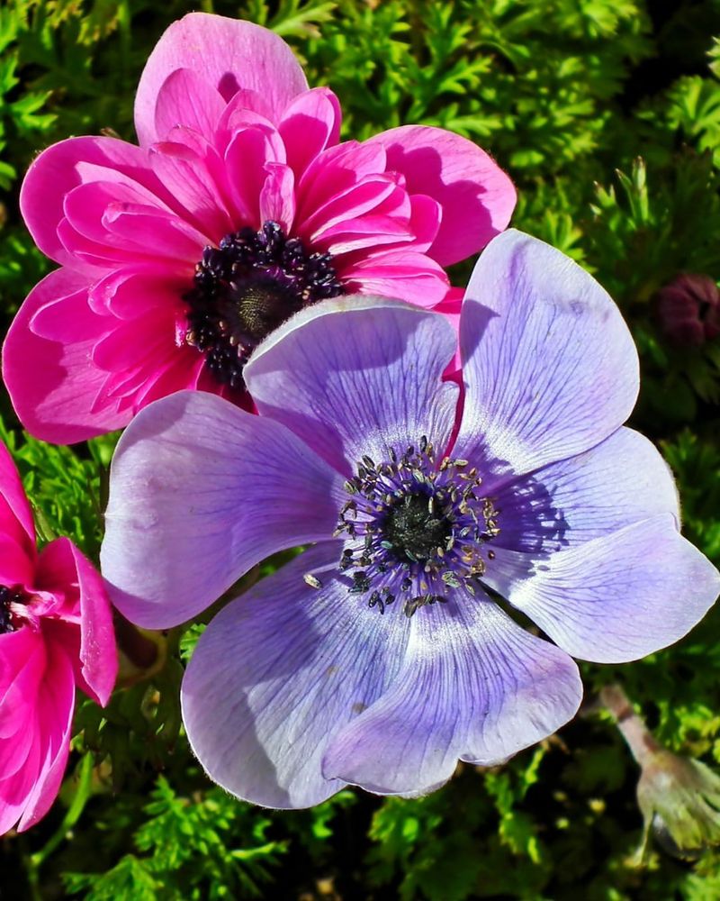 Anemone