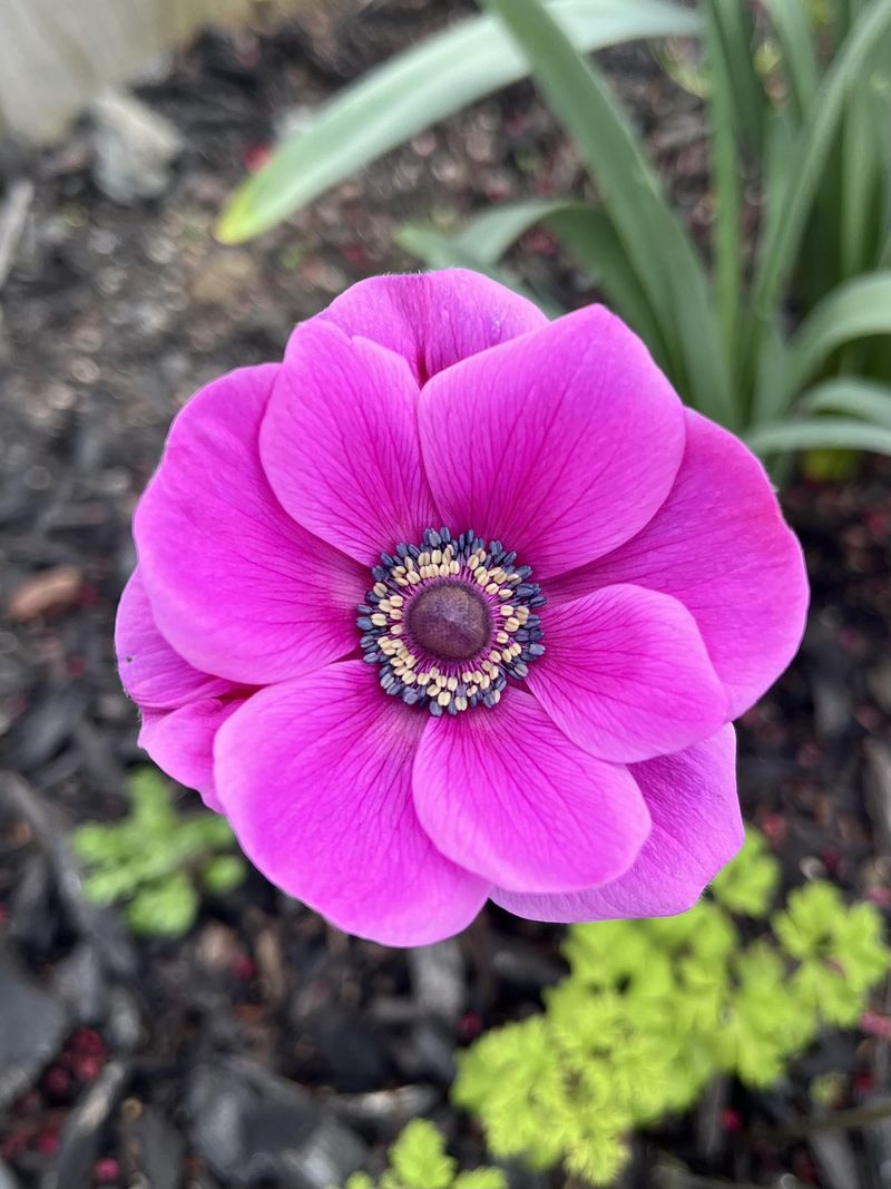 Anemone