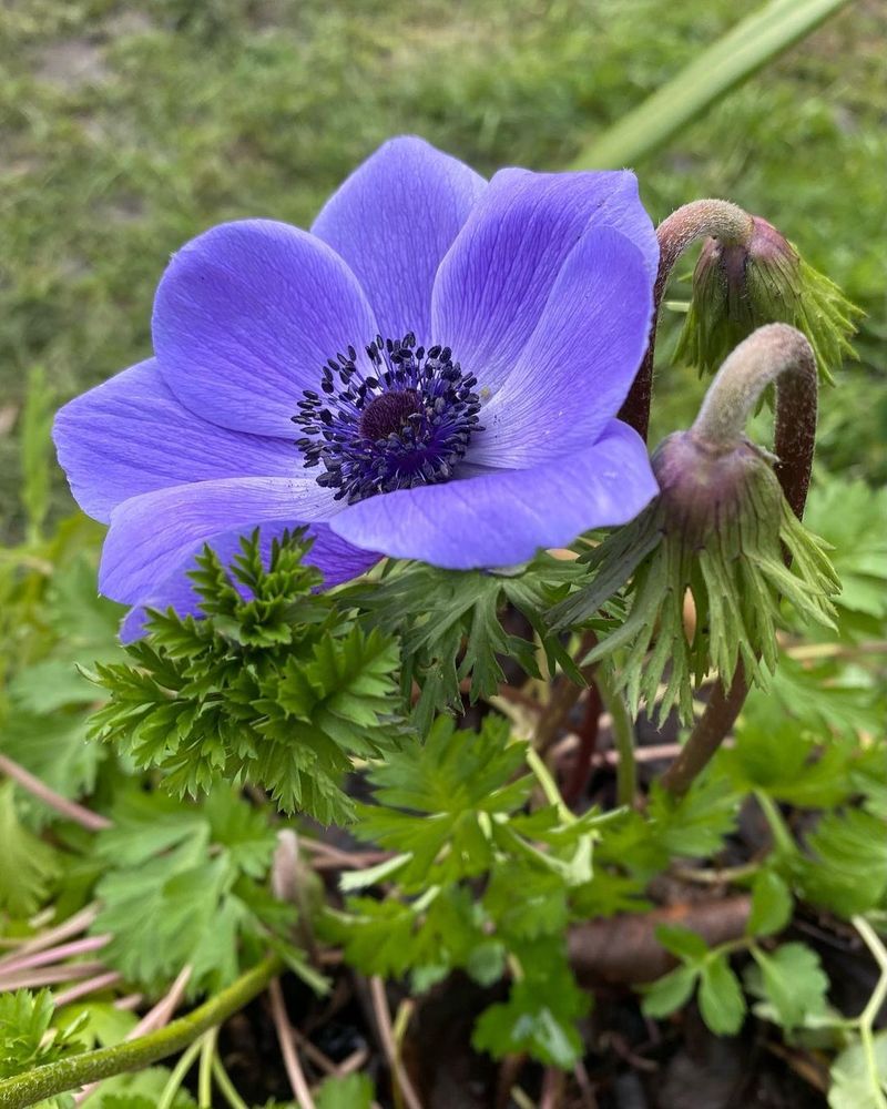 Anemone