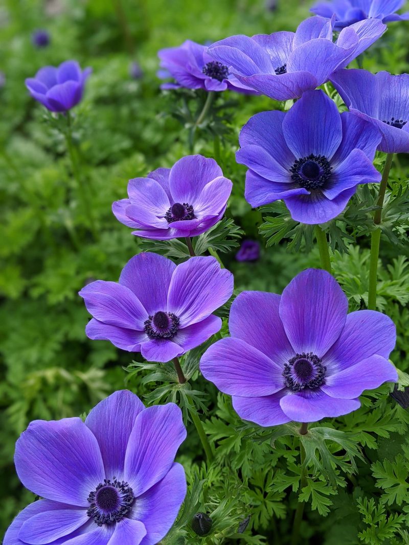 Anemone