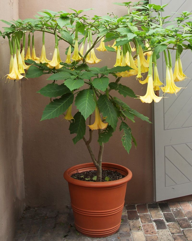 Angel's Trumpet