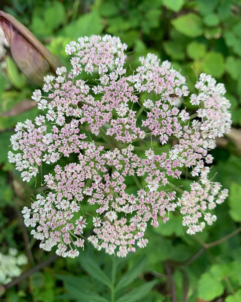 Angelica