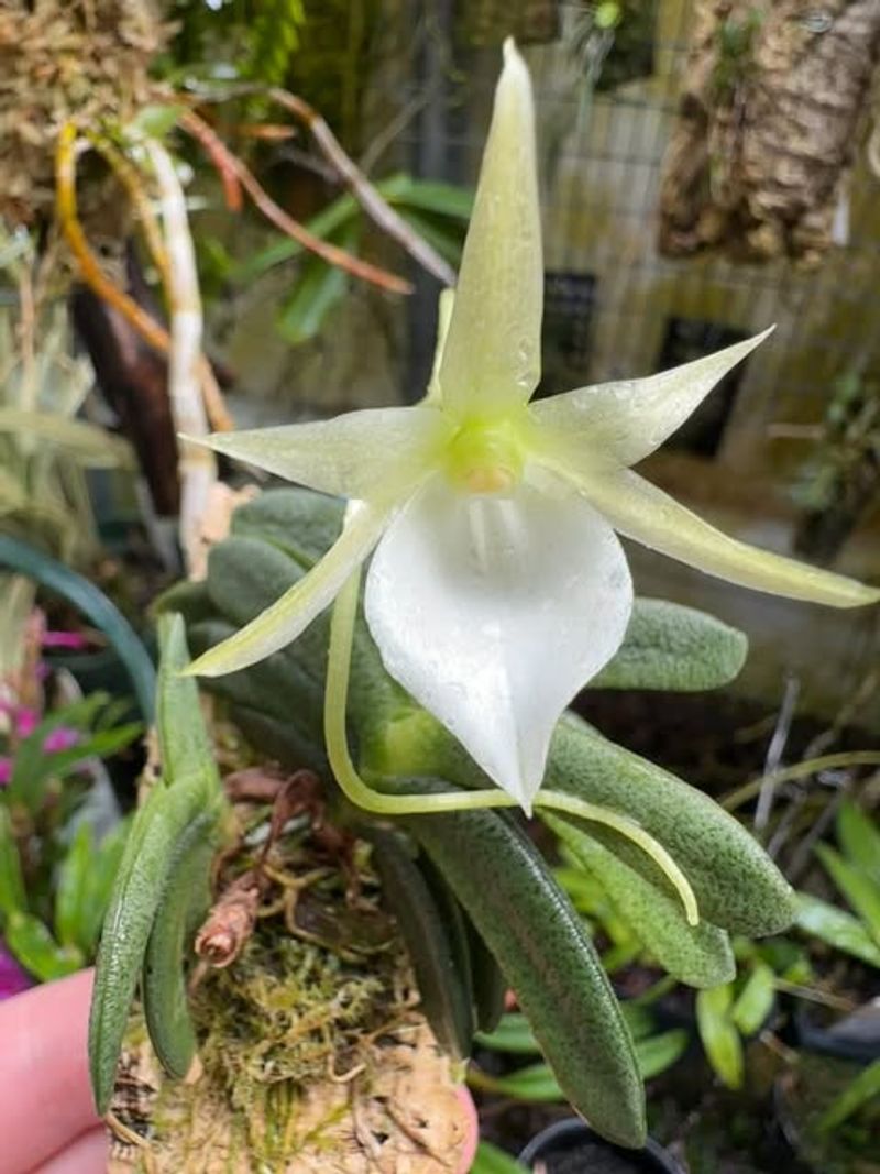 Angraecum Orchid