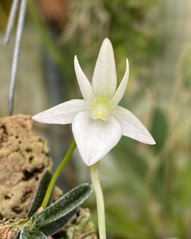 Angraecum