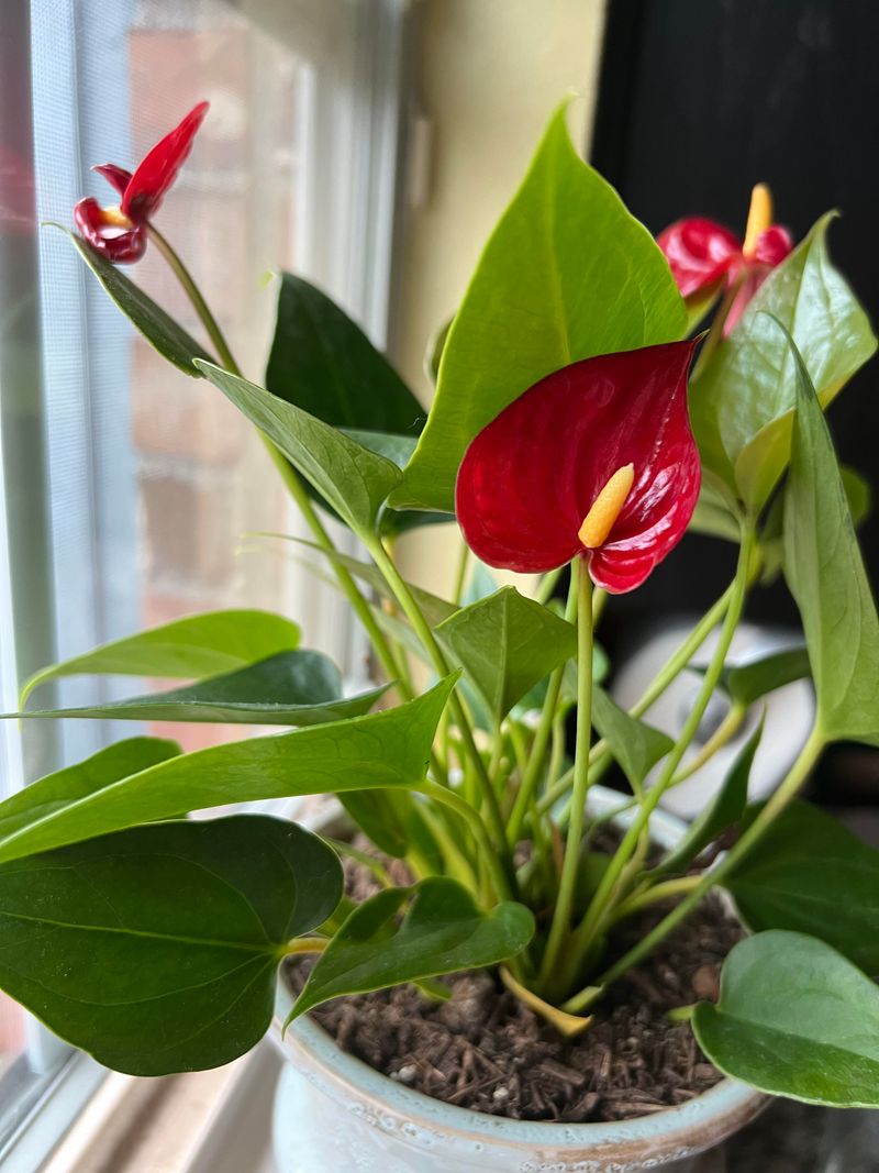 Anthurium