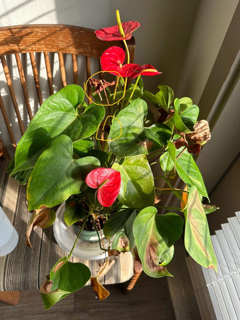 Anthurium