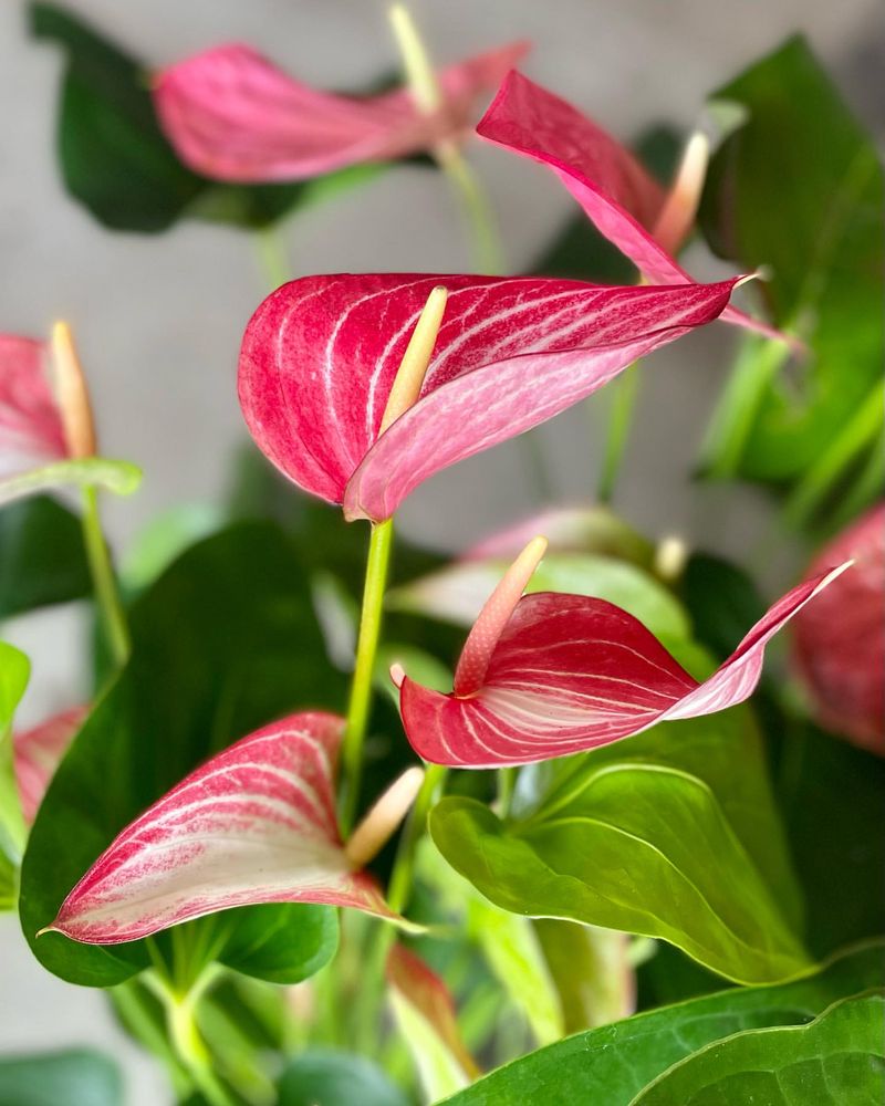 Anthurium