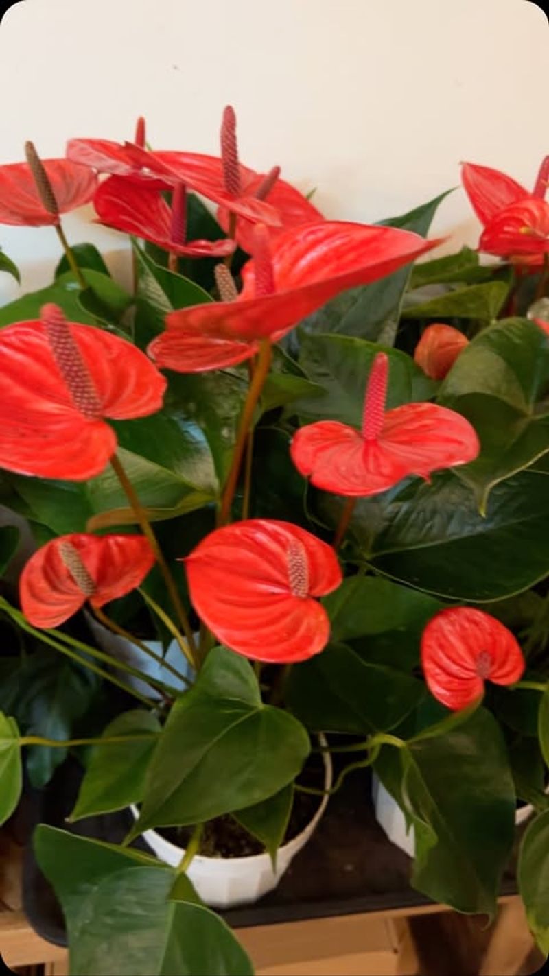 Anthurium