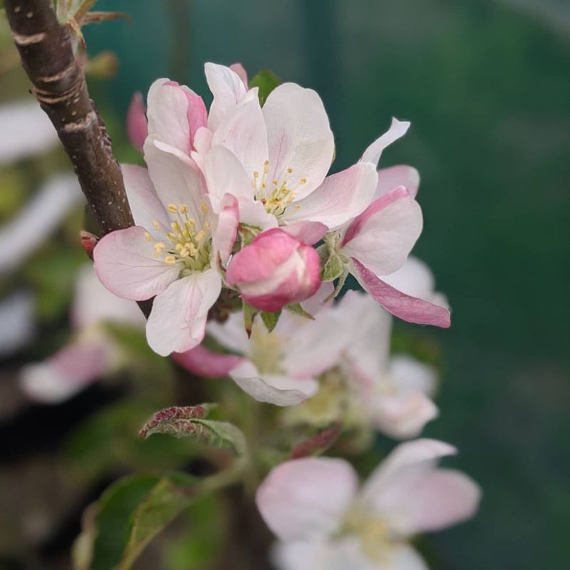 Apple Blossom - Arkansas