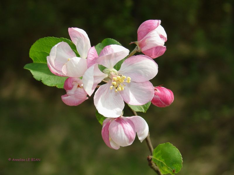 Apple Blossom - Michigan