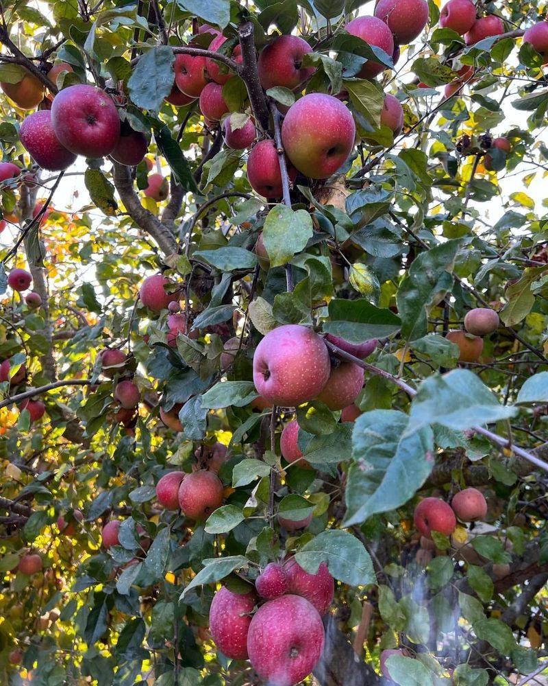 Apple Tree