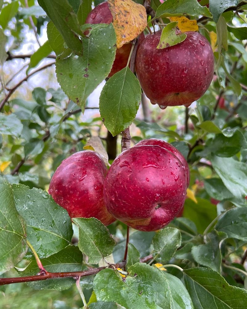 Apples