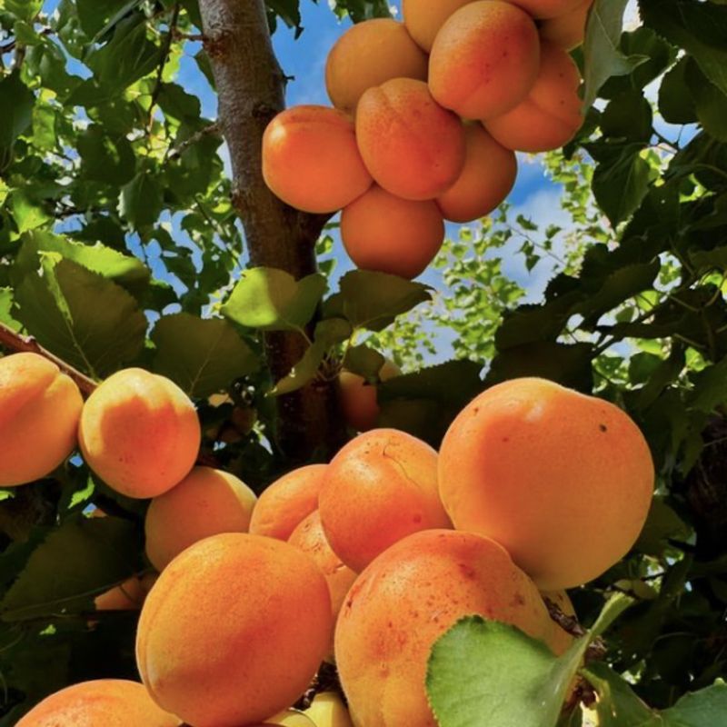 Apricot