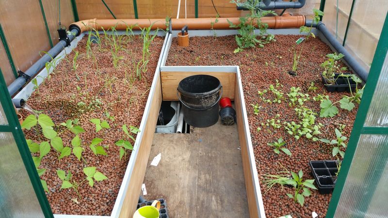 Aquaponics