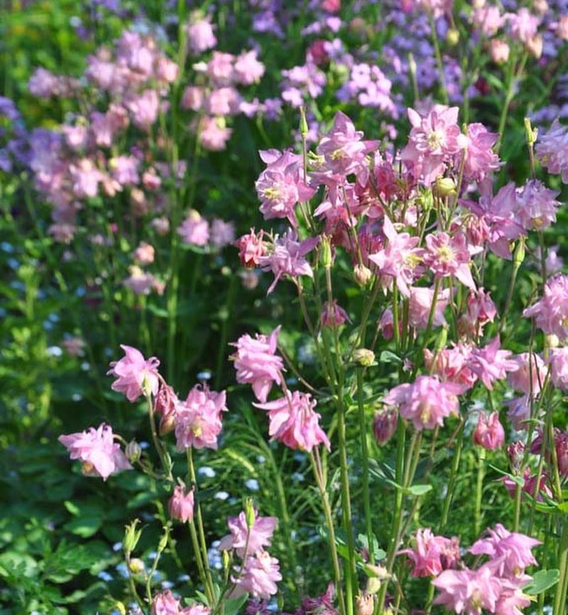 Aquilegia (Columbine)