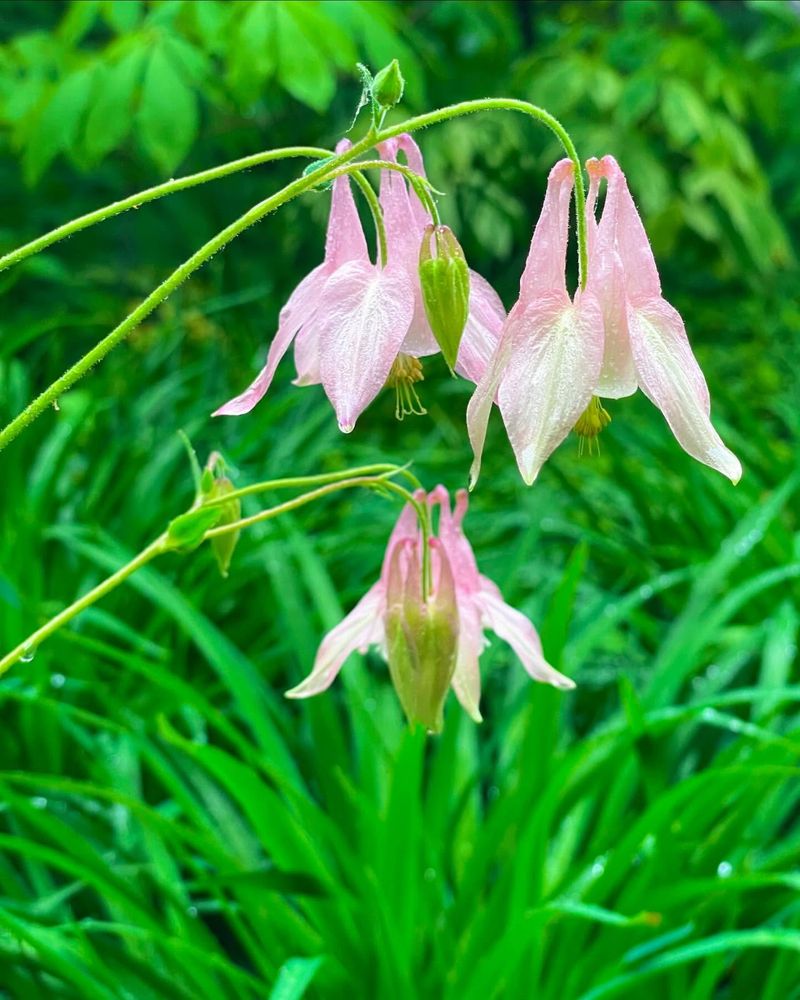 Aquilegia