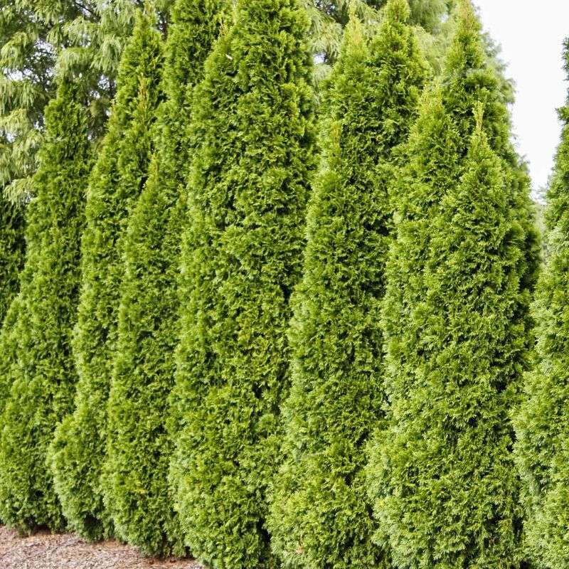 Arborvitae